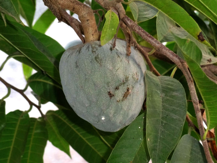 La guanábana una fruta