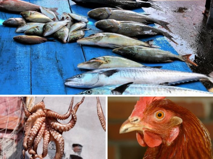 Aves, pescados, moluscos y crustáceos de temporada